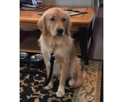 Loving Golden For Sale to a Loving Home and Family