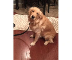 Loving Golden For Sale to a Loving Home and Family - 2