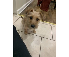 5 month old Yorkie - 1