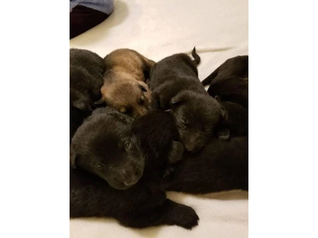 8 gorgeous German shepherd puppies for sale
