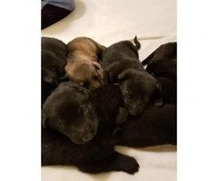 8 gorgeous German shepherd puppies for sale