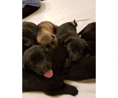 8 gorgeous German shepherd puppies for sale
