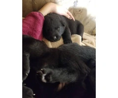 8 gorgeous German shepherd puppies for sale