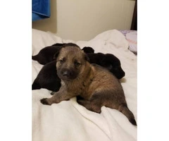 8 gorgeous German shepherd puppies for sale
