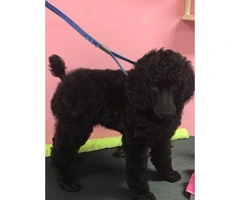 2 Female AKC Registered Standard Poodle puppies