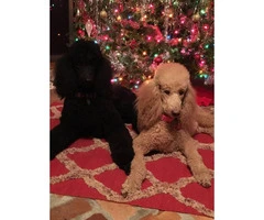 2 Female AKC Registered Standard Poodle puppies - 2
