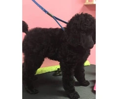 2 Female AKC Registered Standard Poodle puppies - 3