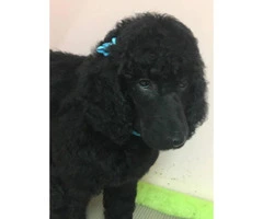 2 Female AKC Registered Standard Poodle puppies - 4