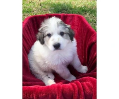 Female and male Great Pyrenees pups