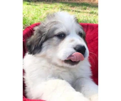 Female and male Great Pyrenees pups - 2