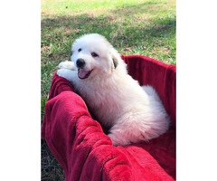 Female and male Great Pyrenees pups - 3