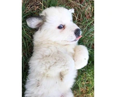 Female and male Great Pyrenees pups - 4