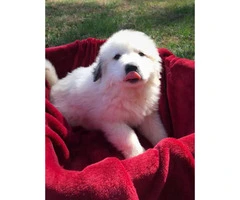 Female and male Great Pyrenees pups - 5