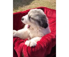 Female and male Great Pyrenees pups - 6