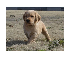 Akc registered golden retriever puppies available for $850 cash