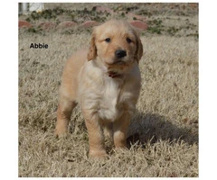 Akc registered golden retriever puppies available for $850 cash - 2