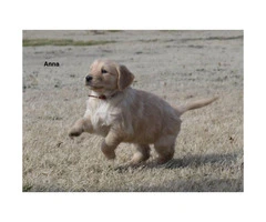 Akc registered golden retriever puppies available for $850 cash - 3