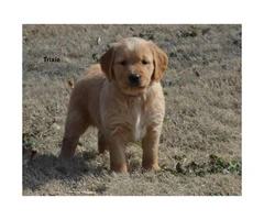 Akc registered golden retriever puppies available for $850 cash - 4