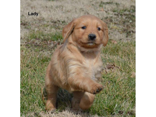 Akc registered golden retriever puppies available for $850 ...