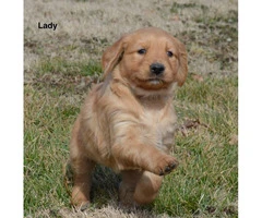 Akc registered golden retriever puppies available for $850 cash - 5