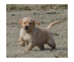 Akc registered golden retriever puppies available for $850 cash - 6