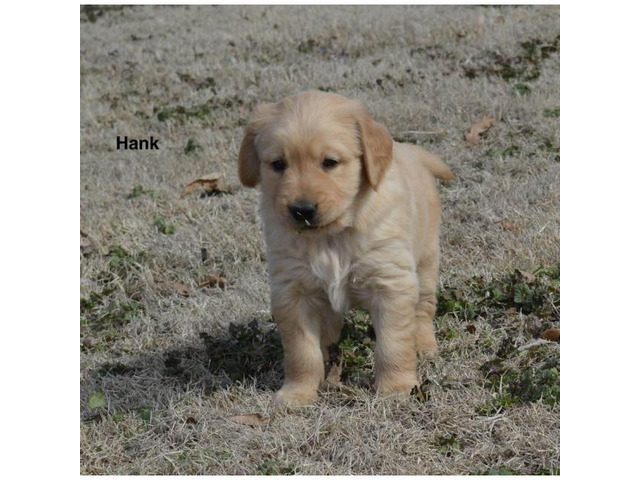 Akc registered golden retriever puppies available for $850 ...