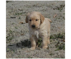 Akc registered golden retriever puppies available for $850 cash - 7