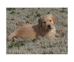 Akc registered golden retriever puppies available for $850 cash - 8