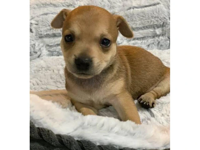 2 tiny pure breed Chihuahua puppies - 1/8