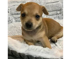 2 tiny pure breed Chihuahua puppies - 1