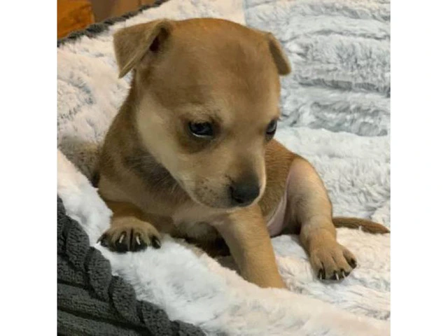 2 tiny pure breed Chihuahua puppies - 3/8