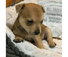2 tiny pure breed Chihuahua puppies - 3