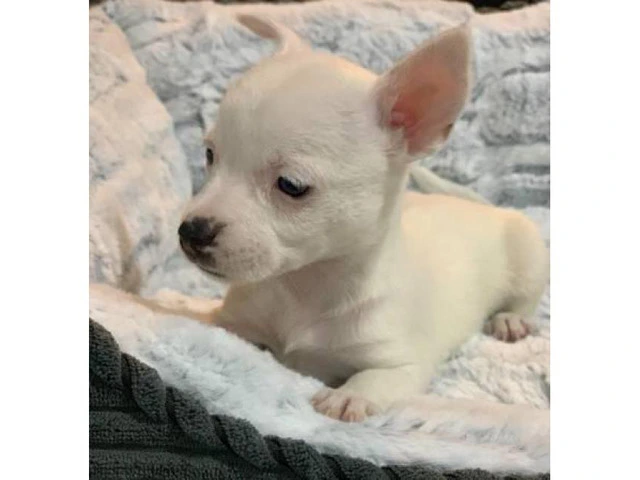 2 tiny pure breed Chihuahua puppies - 4/8