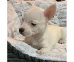 2 tiny pure breed Chihuahua puppies - 4