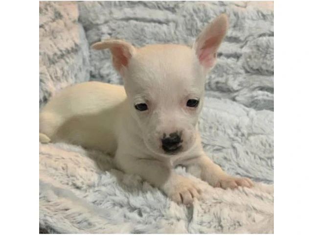 2 tiny pure breed Chihuahua puppies - 6/8