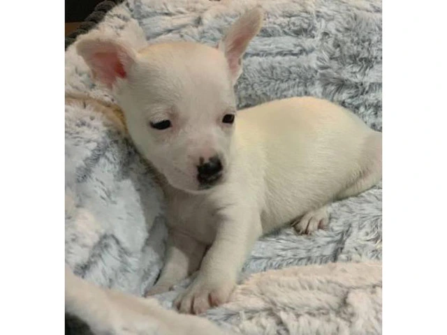 2 tiny pure breed Chihuahua puppies - 8/8