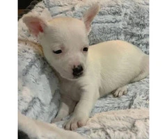 2 tiny pure breed Chihuahua puppies - 8