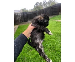 6 Shih Tzu puppies available for sale - 1