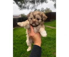 6 Shih Tzu puppies available for sale - 2