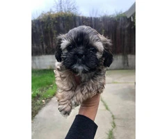 6 Shih Tzu puppies available for sale - 3