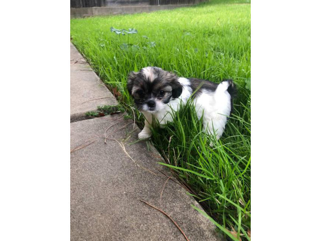 6 Shih Tzu puppies available for sale in Sacramento ...