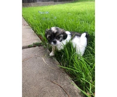 6 Shih Tzu puppies available for sale - 4