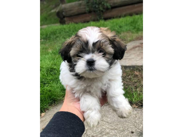 6 Shih Tzu puppies available for sale in Sacramento ...