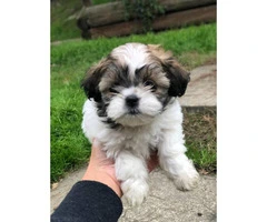 6 Shih Tzu puppies available for sale - 5