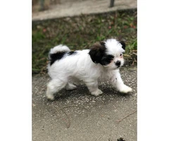 6 Shih Tzu puppies available for sale - 6