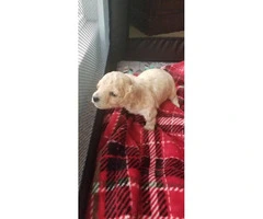 3 ckc registered male toy poodle puppies