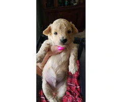 3 ckc registered male toy poodle puppies - 2