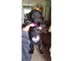 3 ckc registered male toy poodle puppies - 3