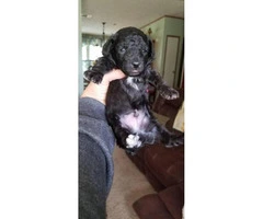 3 ckc registered male toy poodle puppies - 4