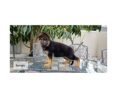 Female & Male German shepherd puppies searching for a great family - 1